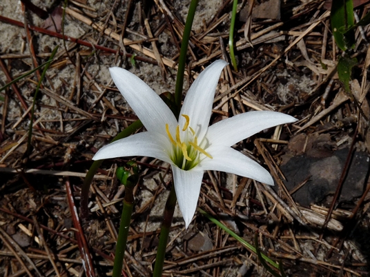 {Zephyranthes simpsonii}